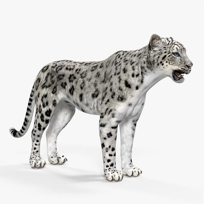 Snow Leopard 3D