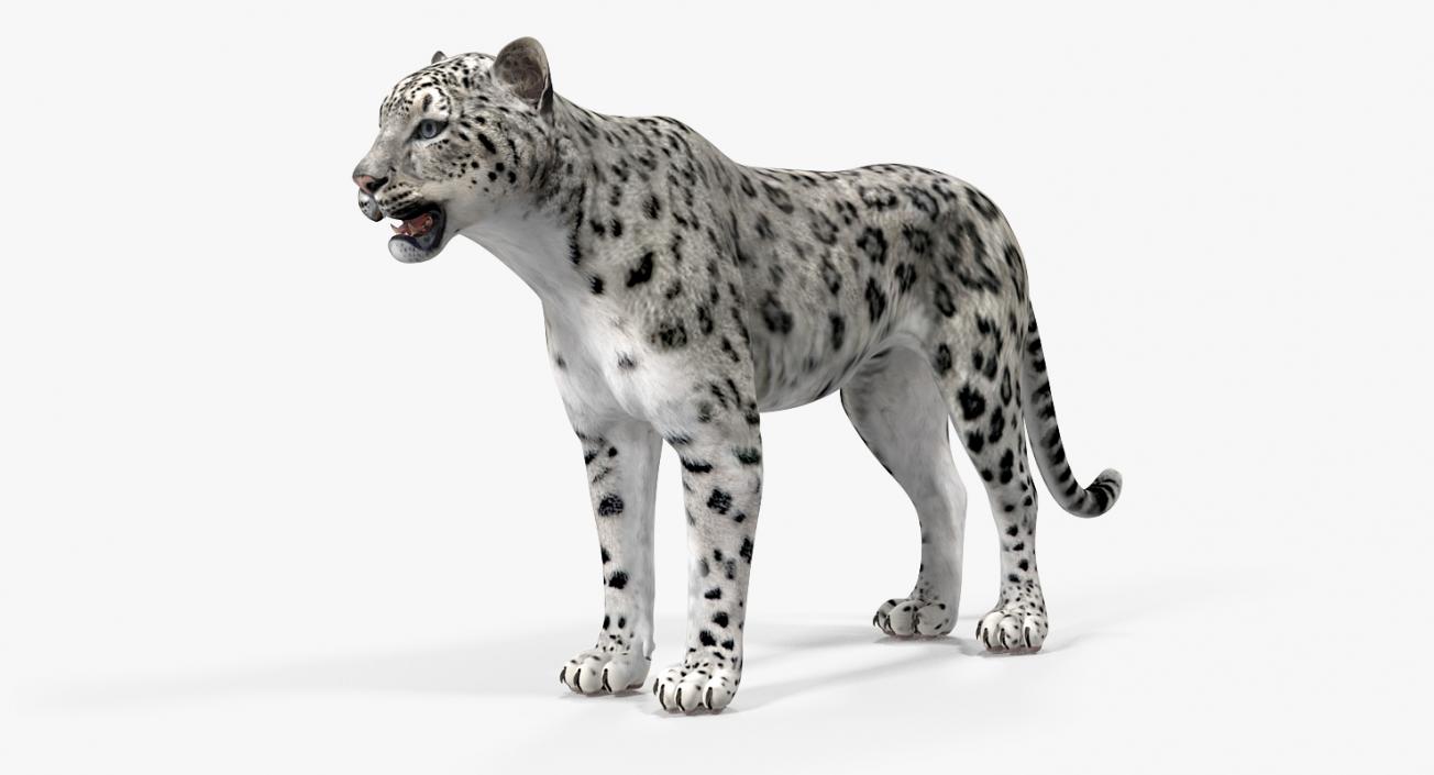 Snow Leopard 3D