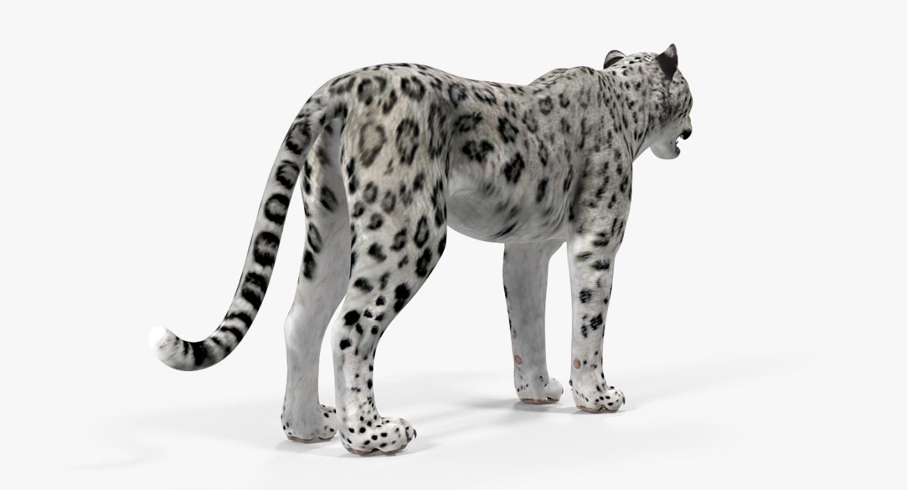 Snow Leopard 3D