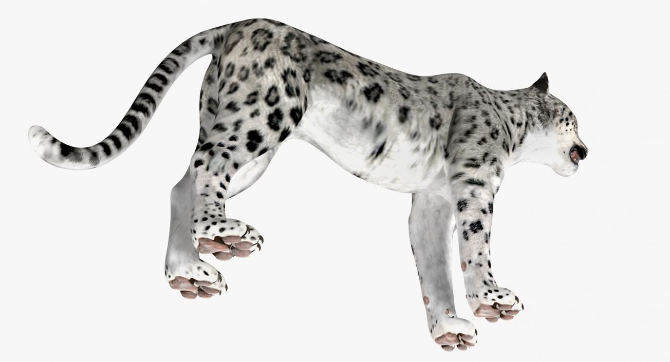 Snow Leopard 3D