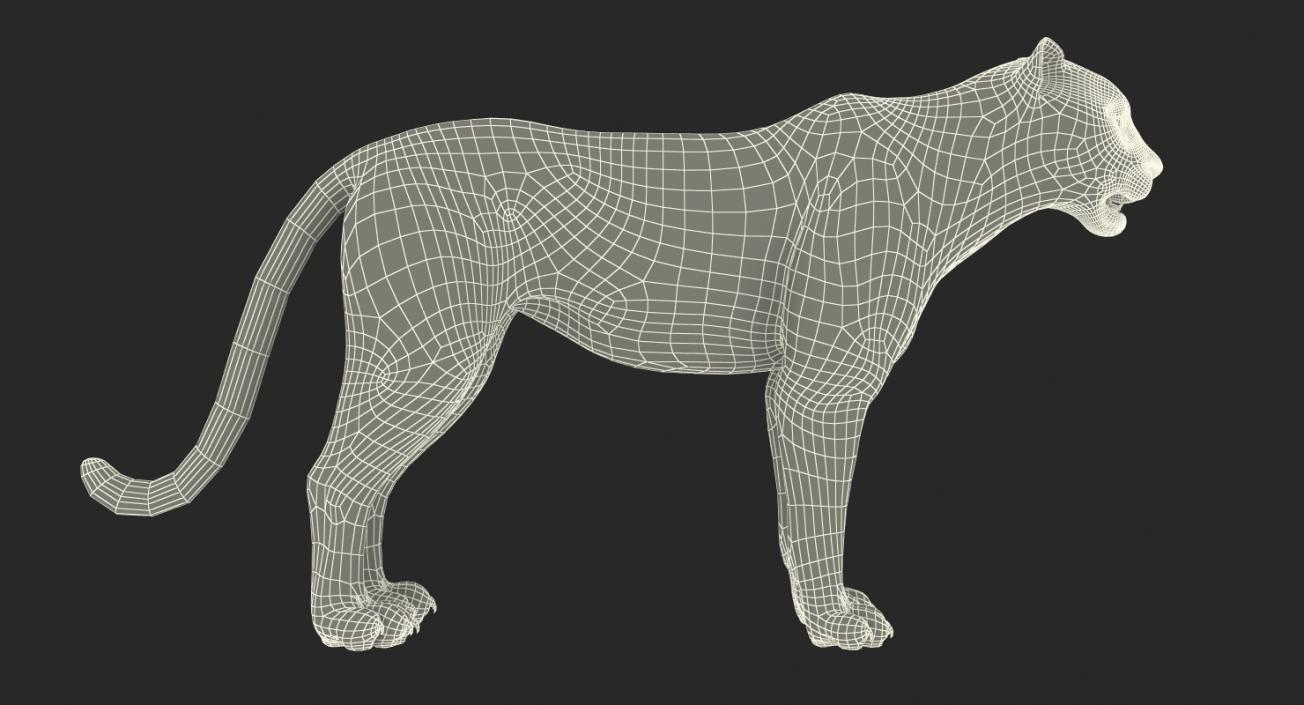 Snow Leopard 3D