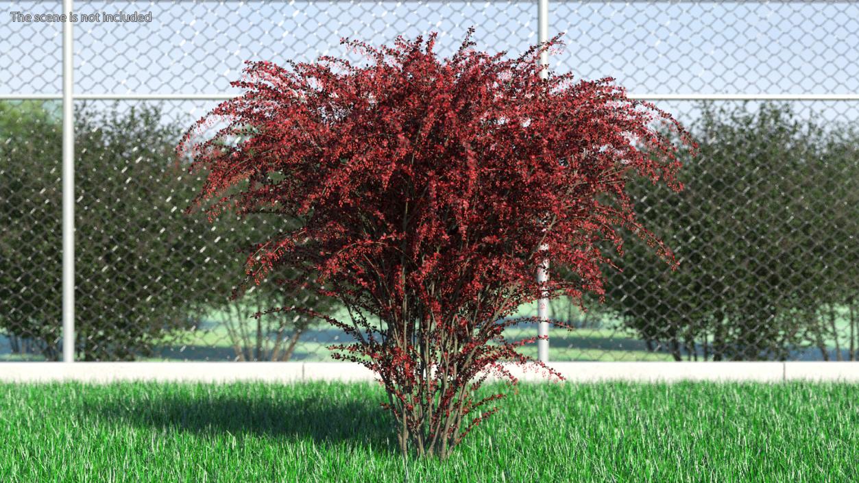 Barberry Bush Red with Fruits 3D model