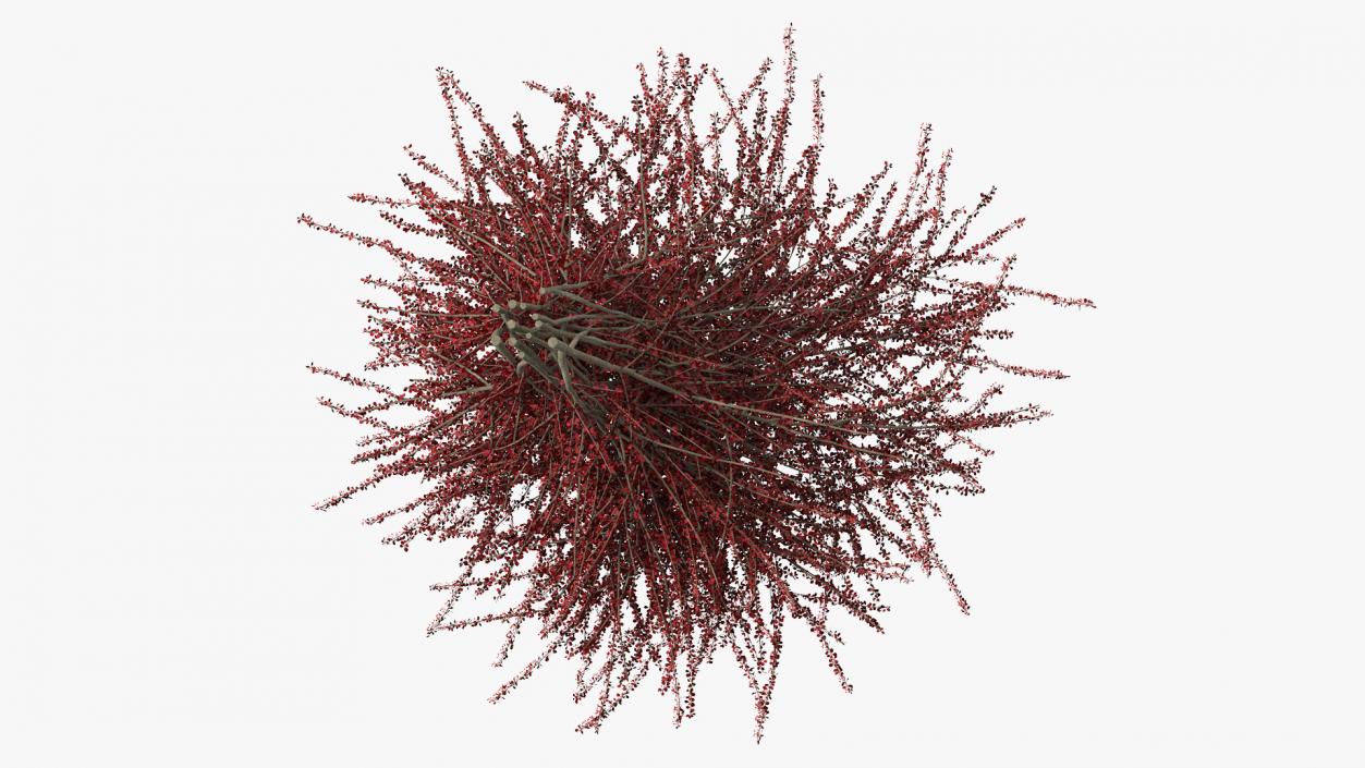 Barberry Bush Red with Fruits 3D model