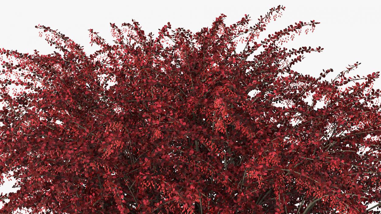 Barberry Bush Red with Fruits 3D model