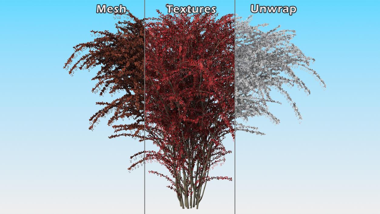 Barberry Bush Red with Fruits 3D model