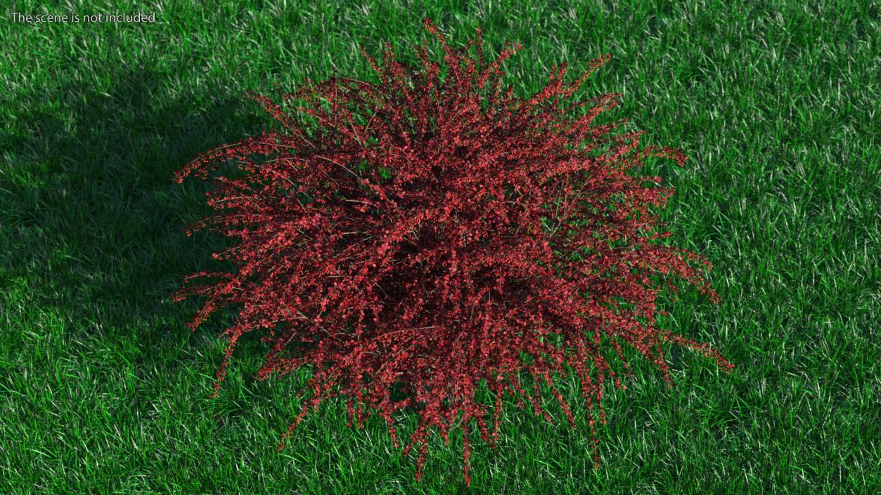 Barberry Bush Red with Fruits 3D model