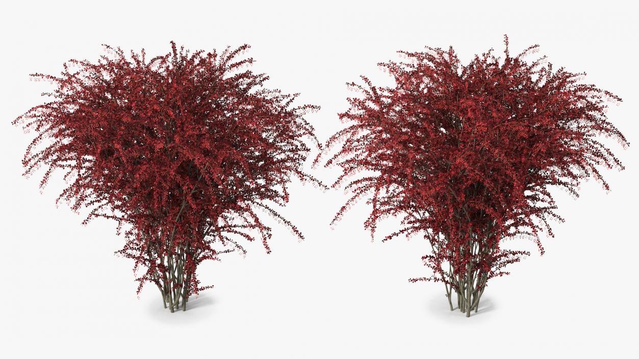 Barberry Bush Red with Fruits 3D model