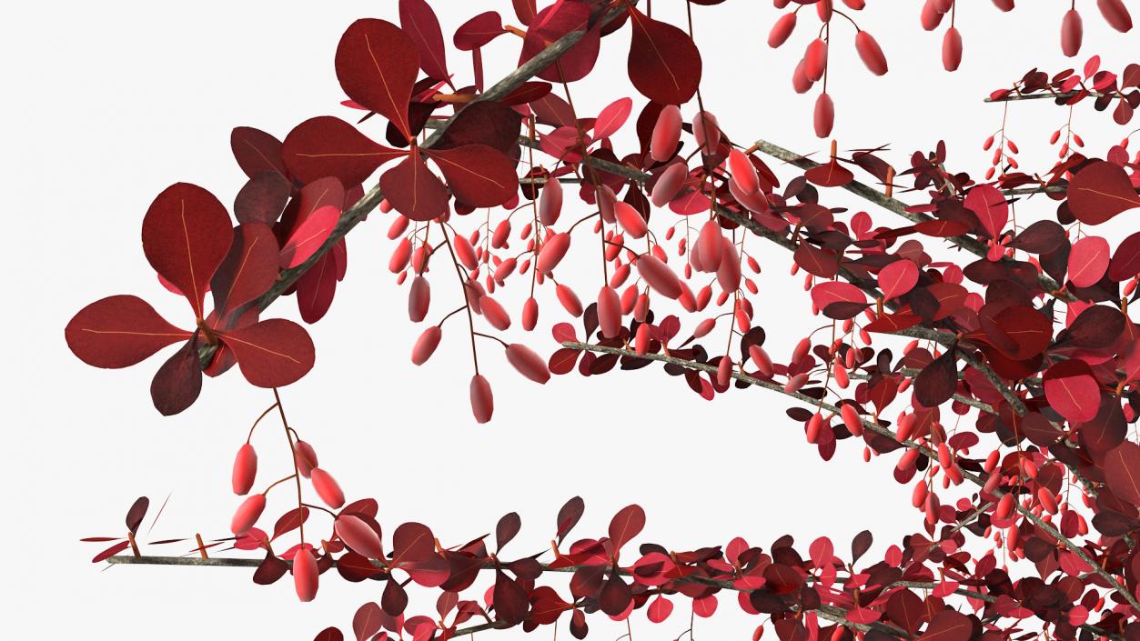 Barberry Bush Red with Fruits 3D model