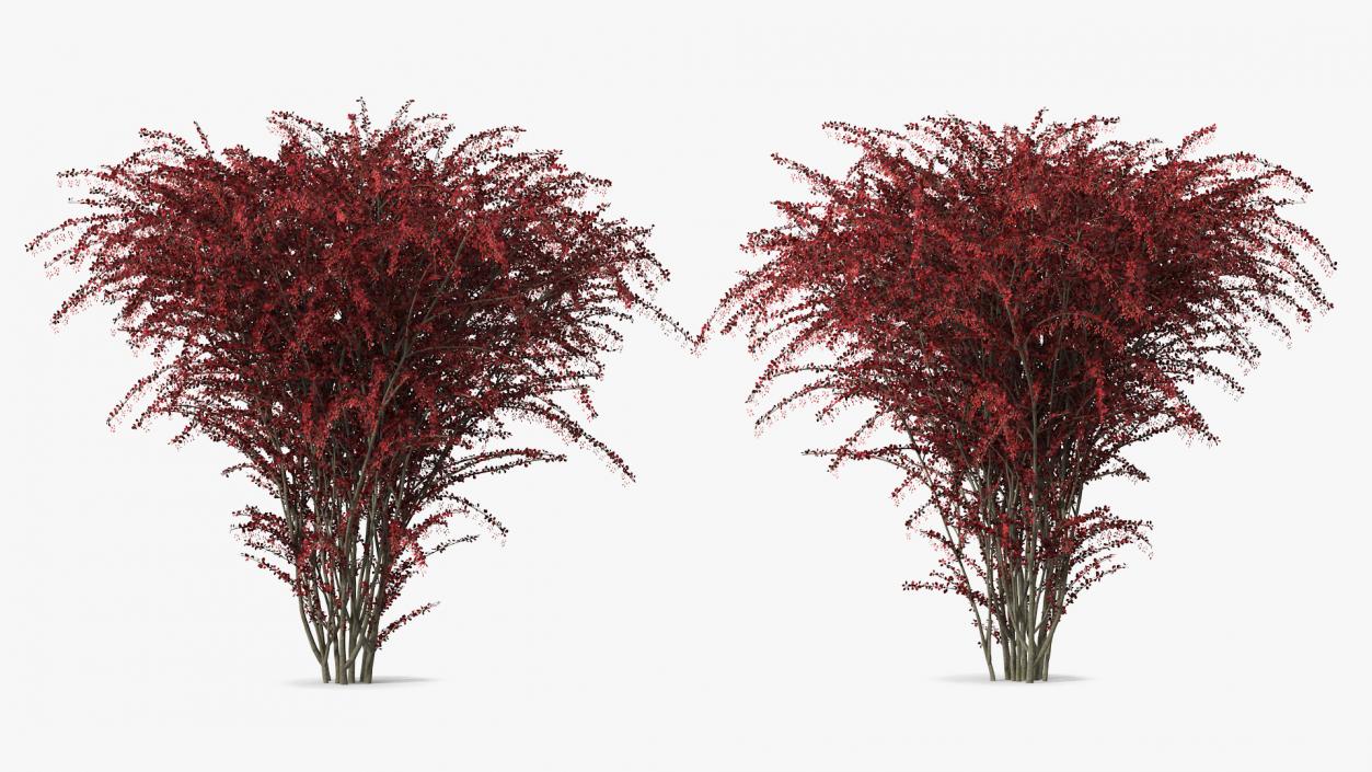 Barberry Bush Red with Fruits 3D model