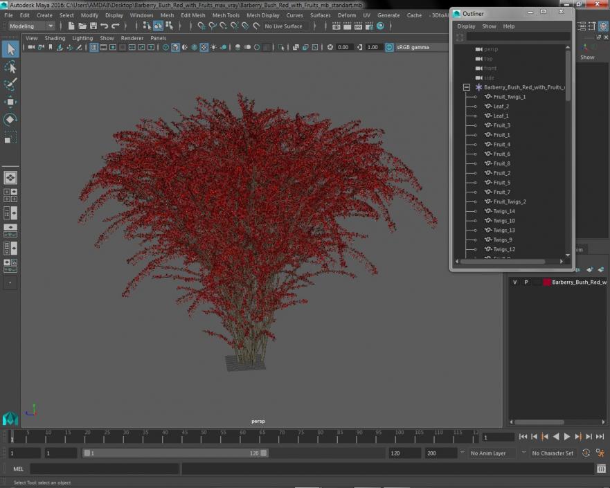 Barberry Bush Red with Fruits 3D model