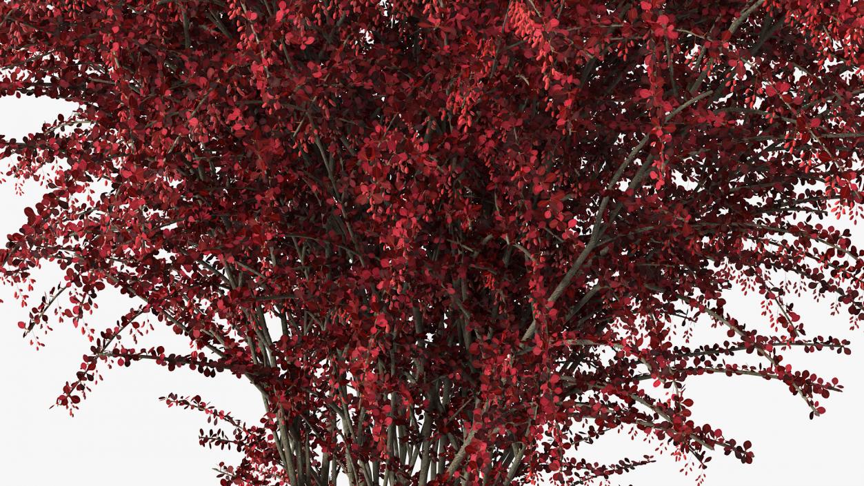 Barberry Bush Red with Fruits 3D model