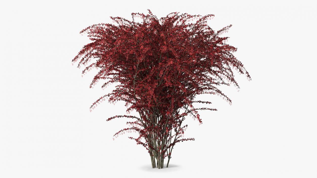 Barberry Bush Red with Fruits 3D model