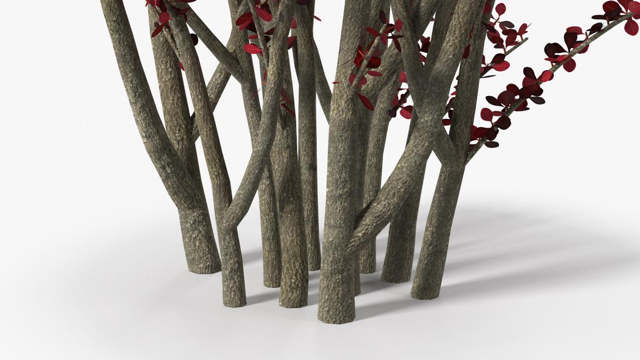 Barberry Bush Red with Fruits 3D model