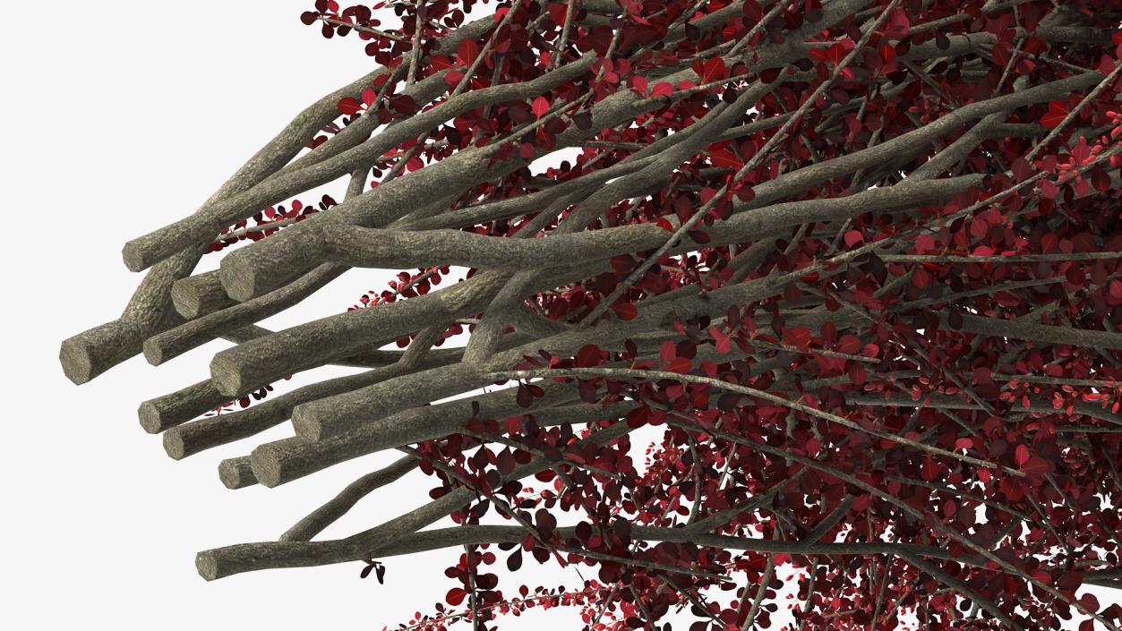 Barberry Bush Red with Fruits 3D model