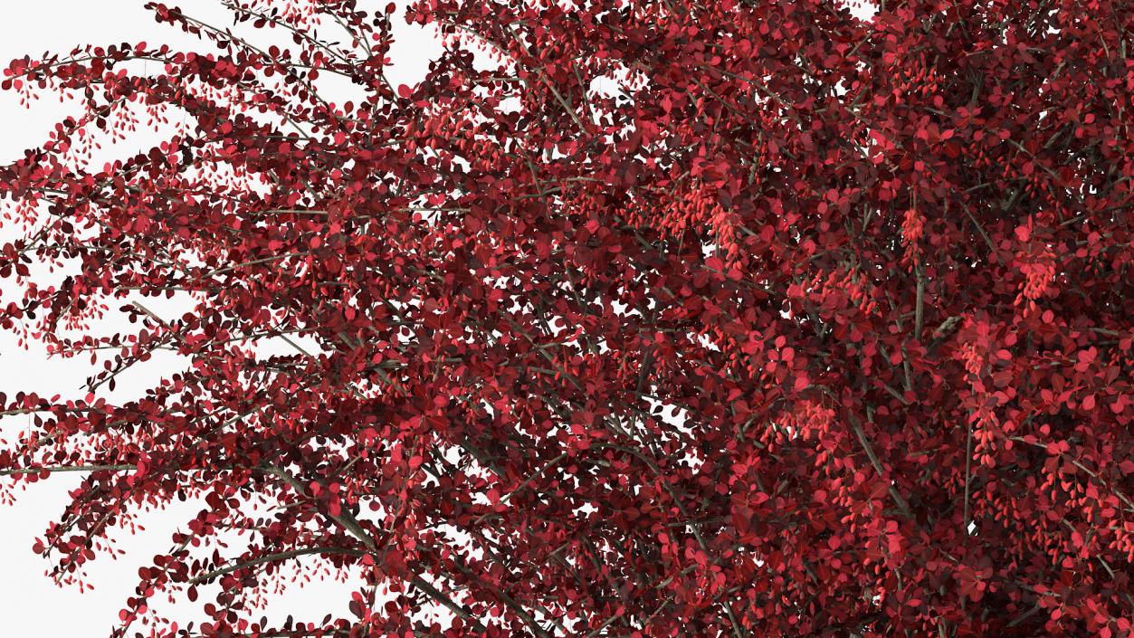 Barberry Bush Red with Fruits 3D model