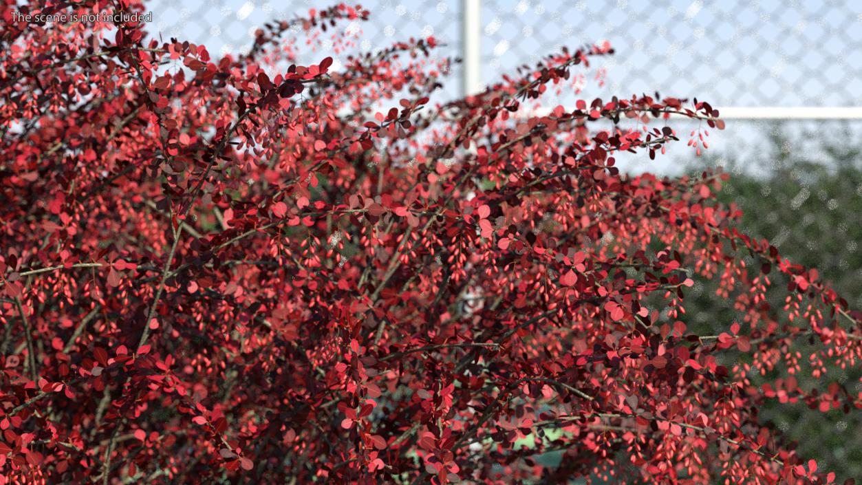 Barberry Bush Red with Fruits 3D model