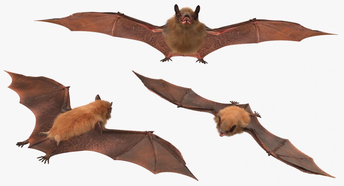 Bat with Fur 3D