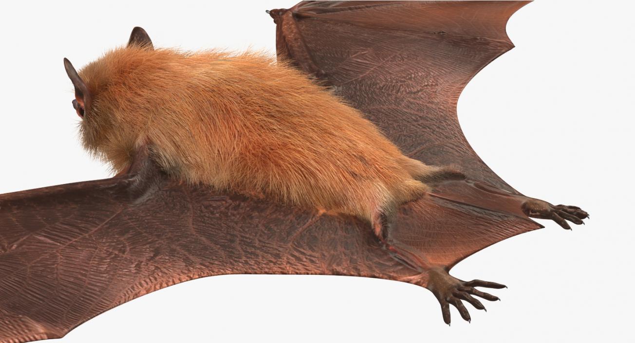 Bat with Fur 3D