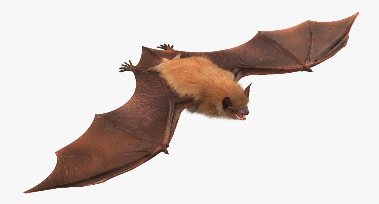 Bat with Fur 3D