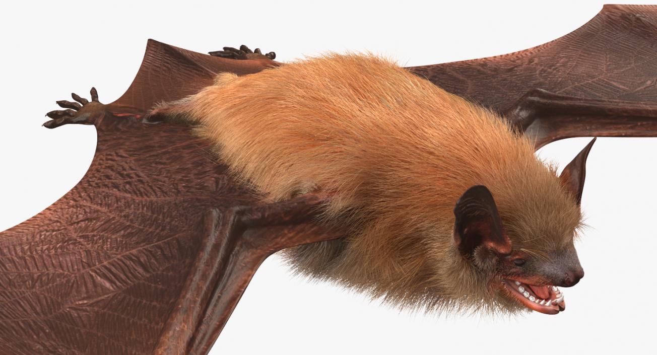 Bat with Fur 3D