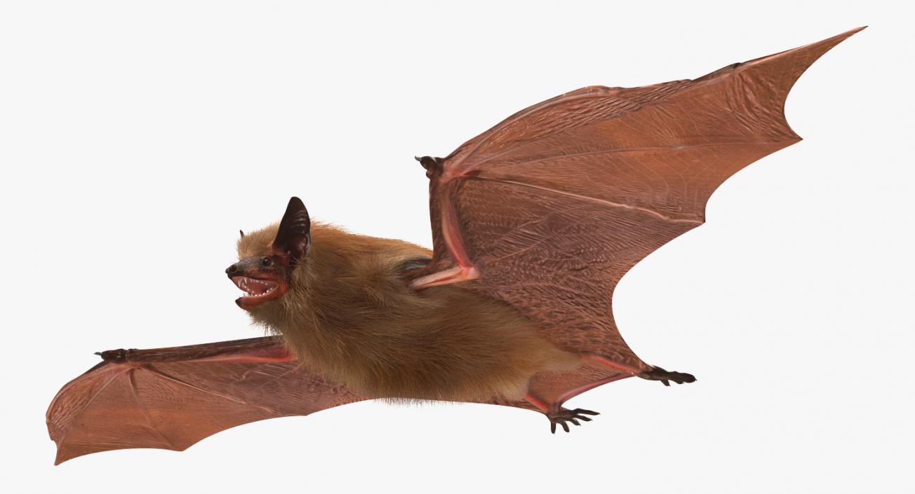 Bat with Fur 3D