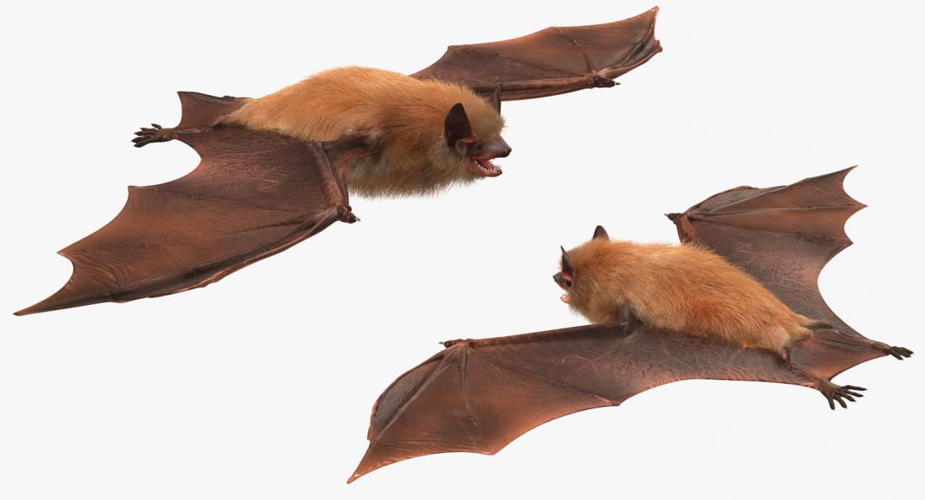 Bat with Fur 3D