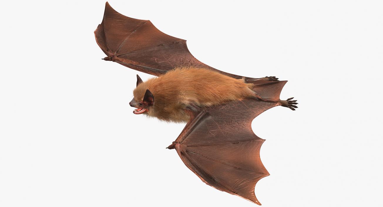 Bat with Fur 3D