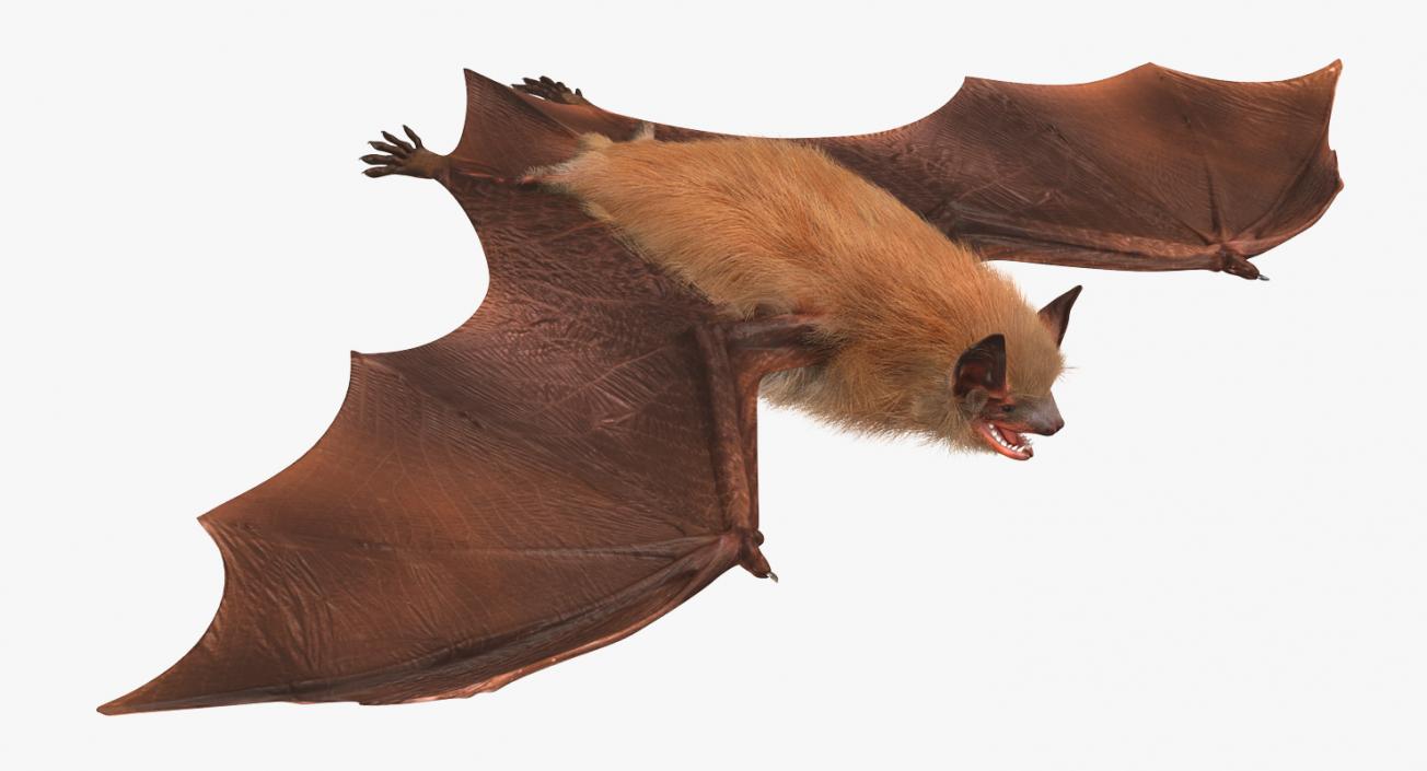 Bat with Fur 3D