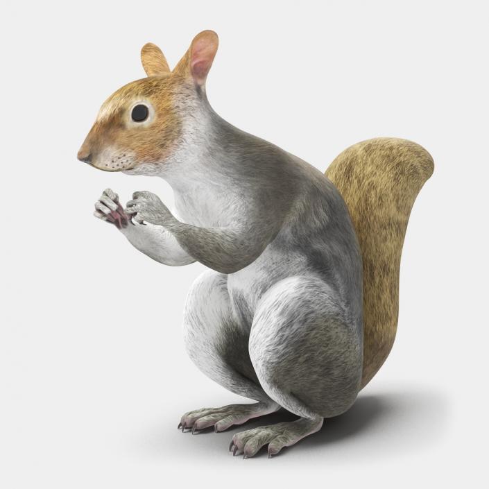 3D Gray Squirrel in a Sitting Pose 2 model