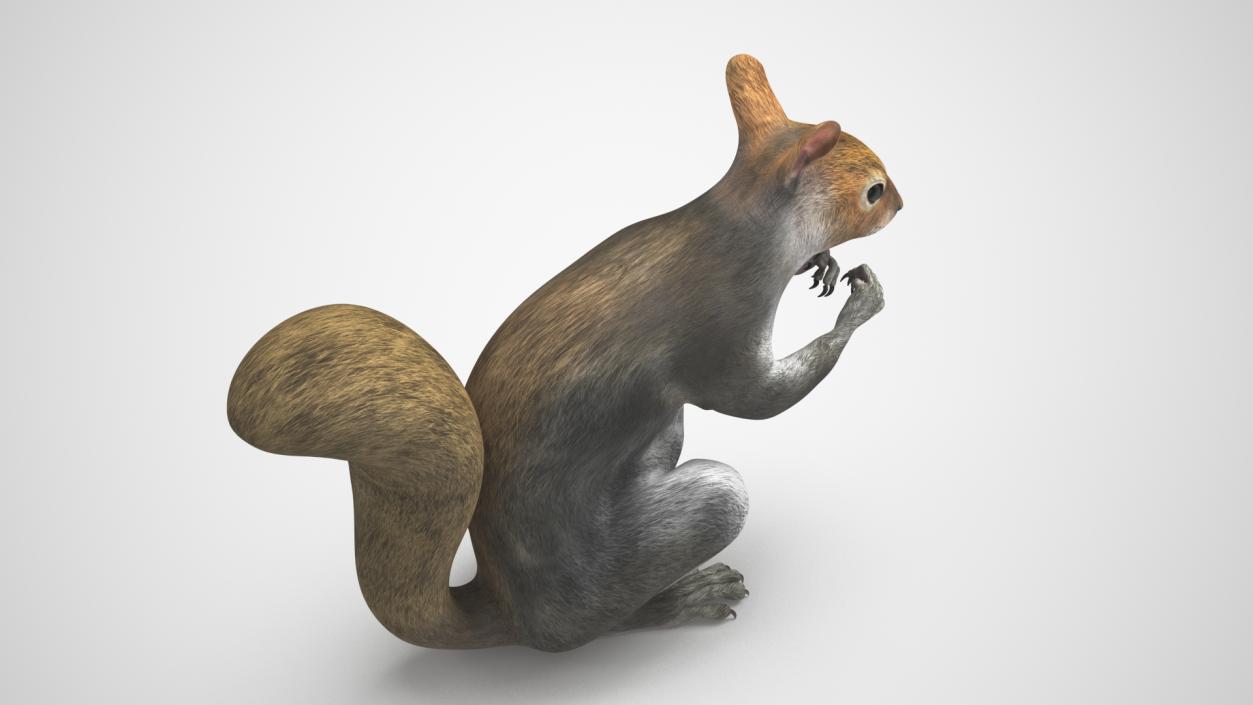 3D Gray Squirrel in a Sitting Pose 2 model