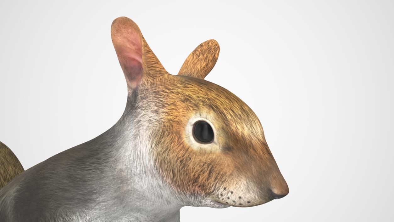 3D Gray Squirrel in a Sitting Pose 2 model