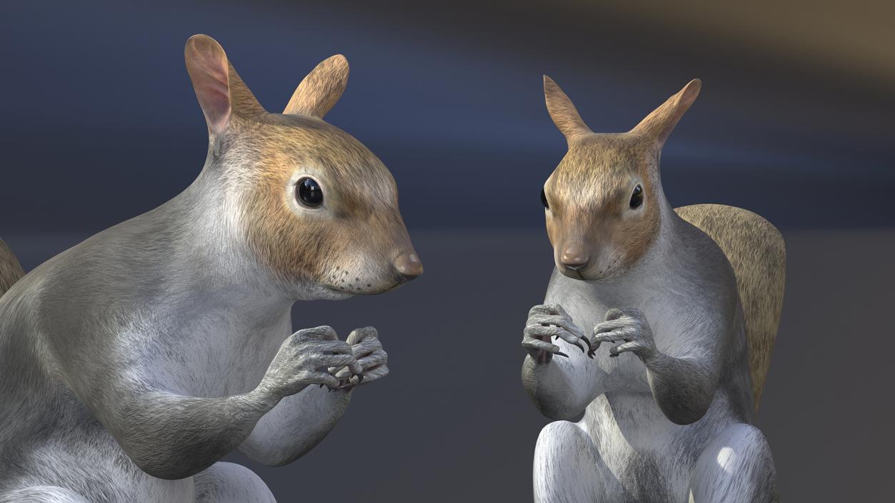 3D Gray Squirrel in a Sitting Pose 2 model