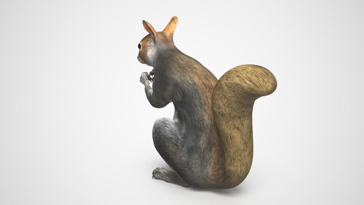 3D Gray Squirrel in a Sitting Pose 2 model