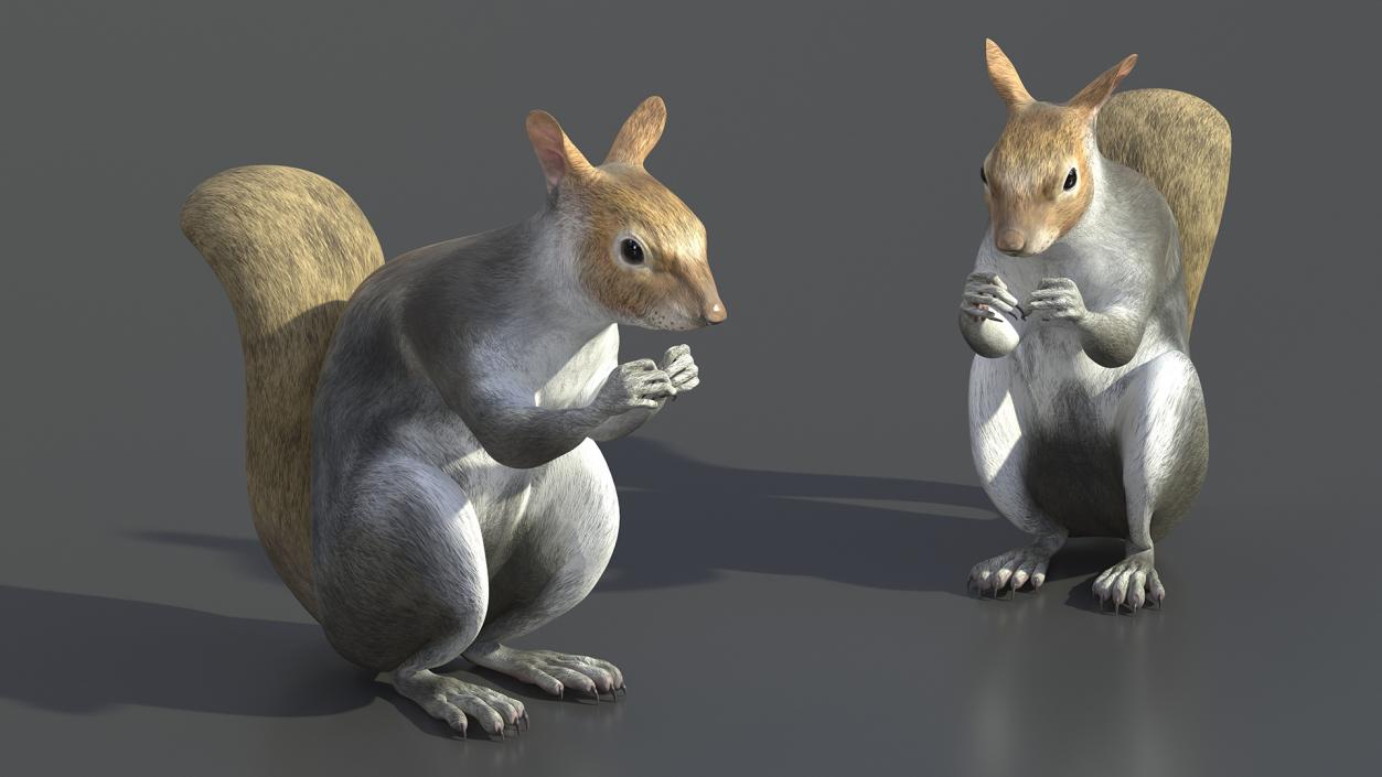 3D Gray Squirrel in a Sitting Pose 2 model