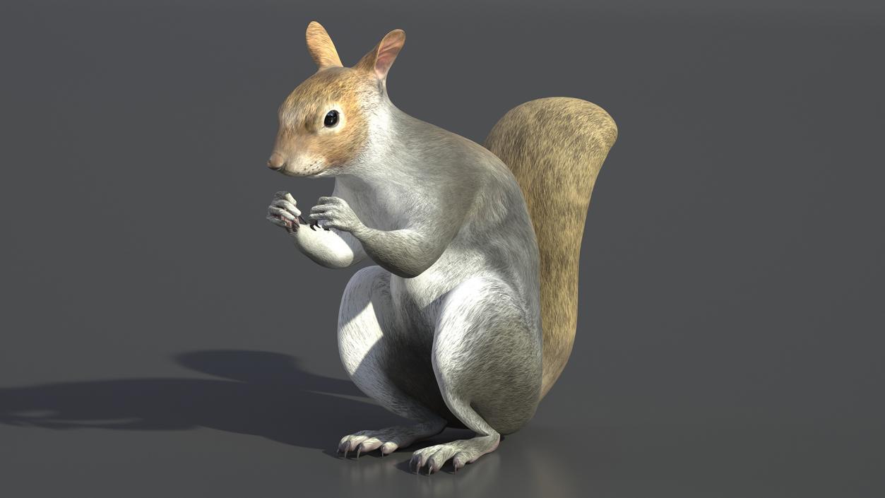 3D Gray Squirrel in a Sitting Pose 2 model