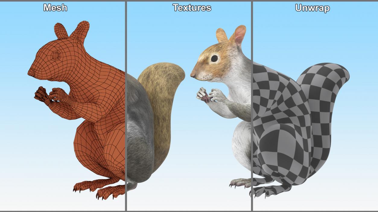 3D Gray Squirrel in a Sitting Pose 2 model