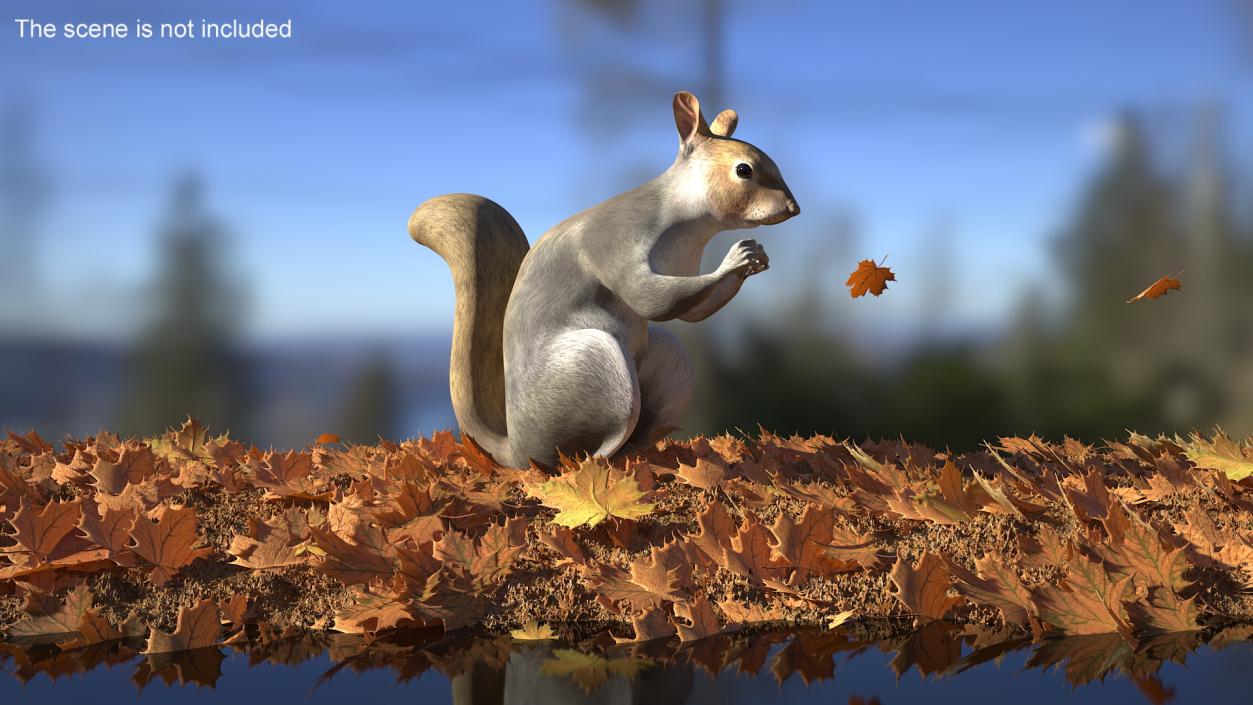 3D Gray Squirrel in a Sitting Pose 2 model