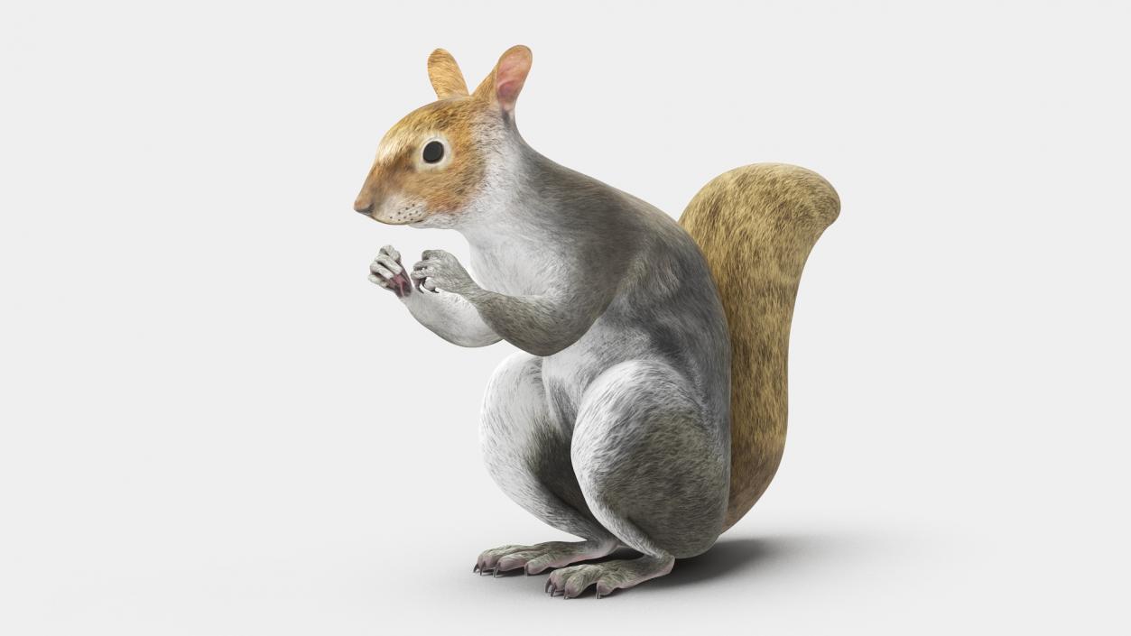 3D Gray Squirrel in a Sitting Pose 2 model