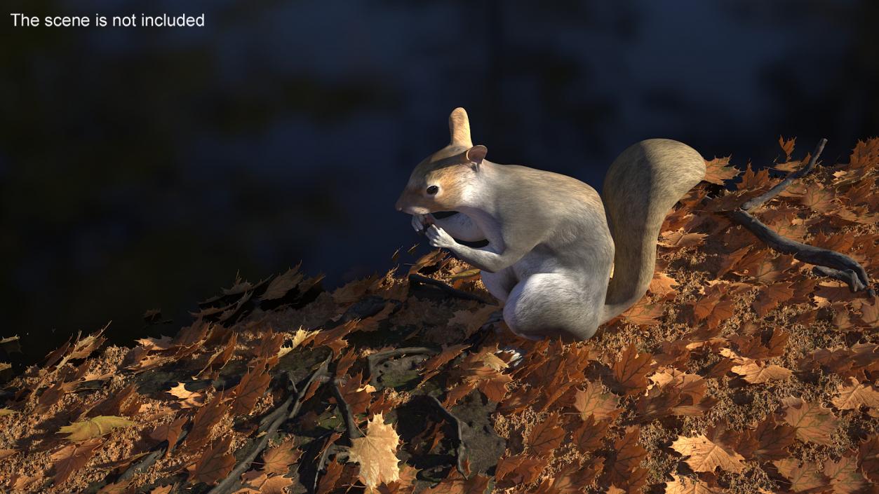 3D Gray Squirrel in a Sitting Pose 2 model