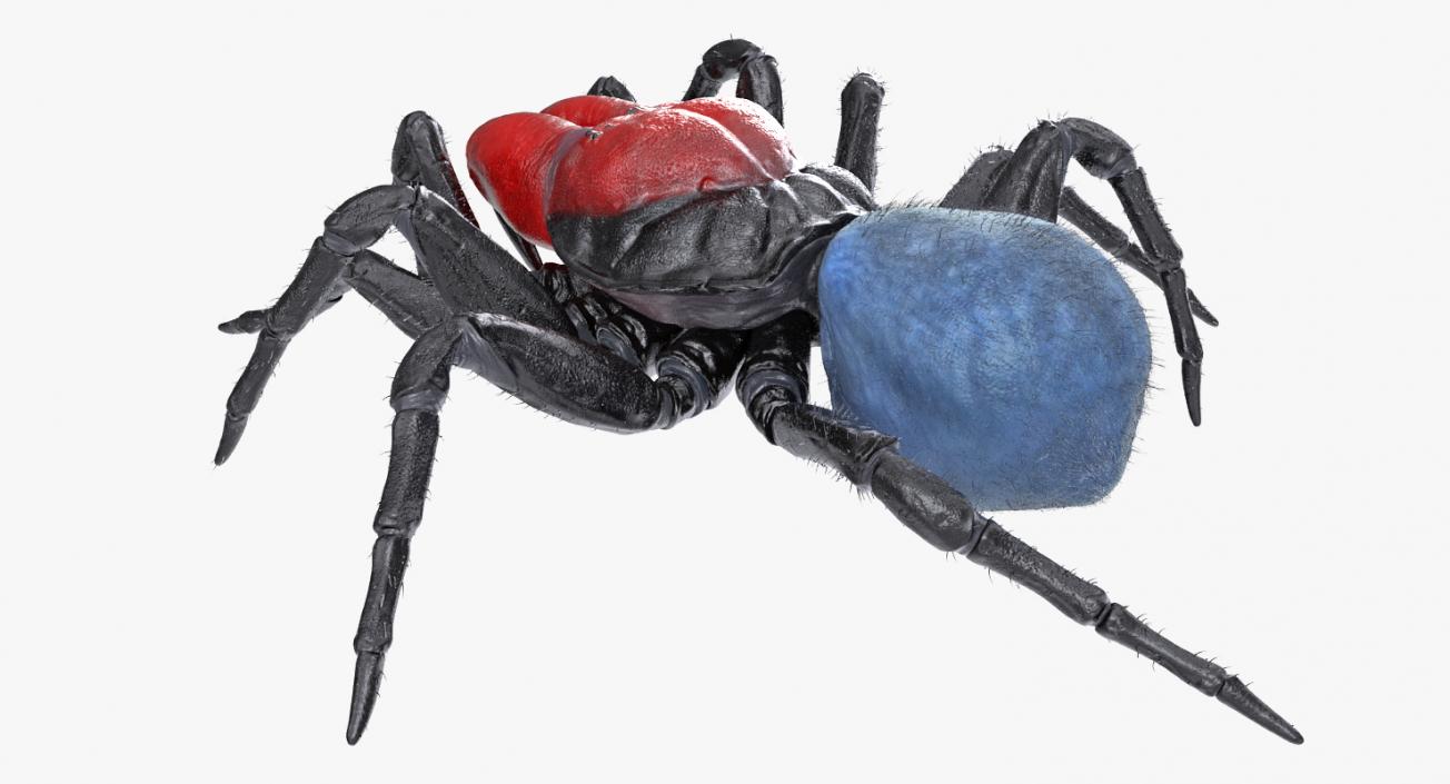 3D Mouse Spider Rigged with Fur model