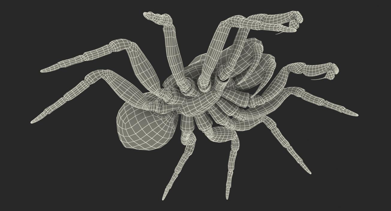 3D Mouse Spider Rigged with Fur model