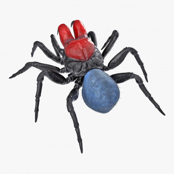 3D Mouse Spider Rigged with Fur model