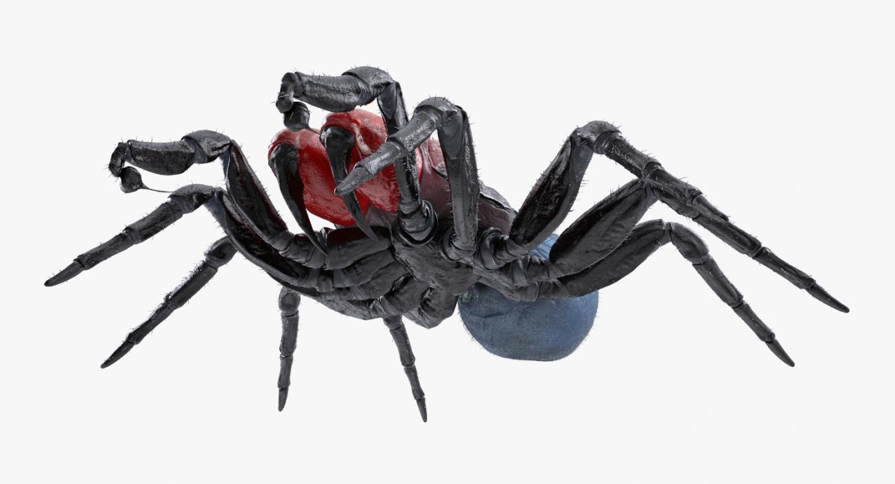 3D Mouse Spider Rigged with Fur model