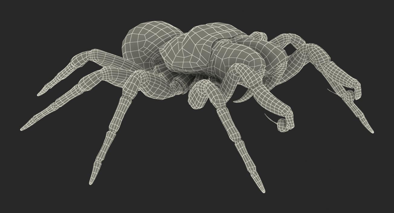 3D Mouse Spider Rigged with Fur model