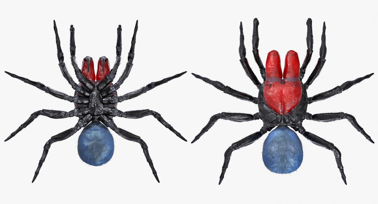 3D Mouse Spider Rigged with Fur model