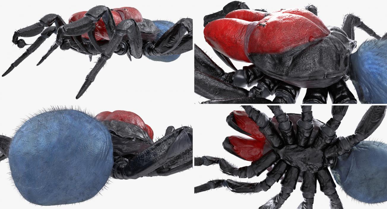 3D Mouse Spider Rigged with Fur model