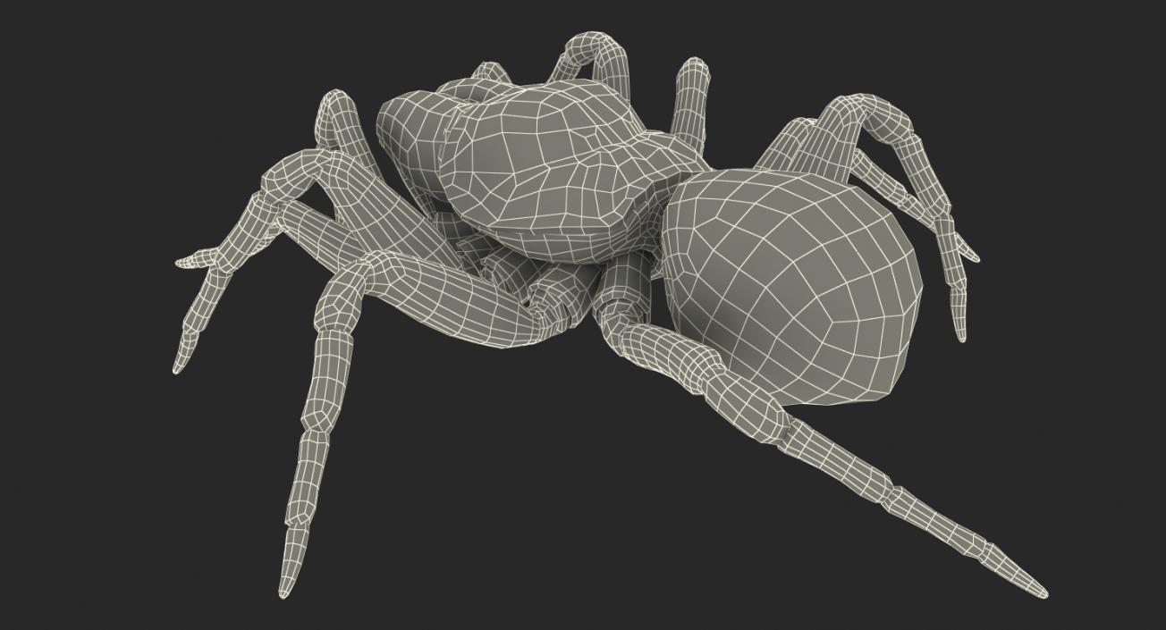 3D Mouse Spider Rigged with Fur model