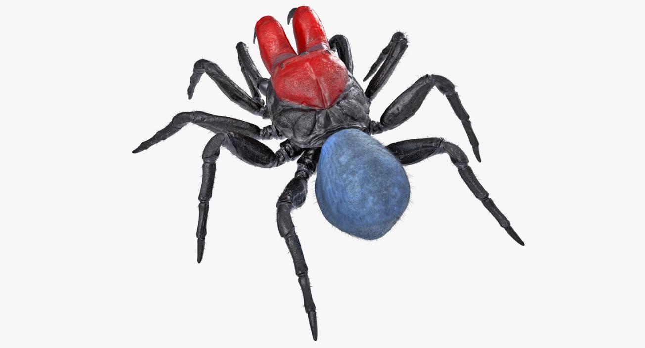 3D Mouse Spider Rigged with Fur model