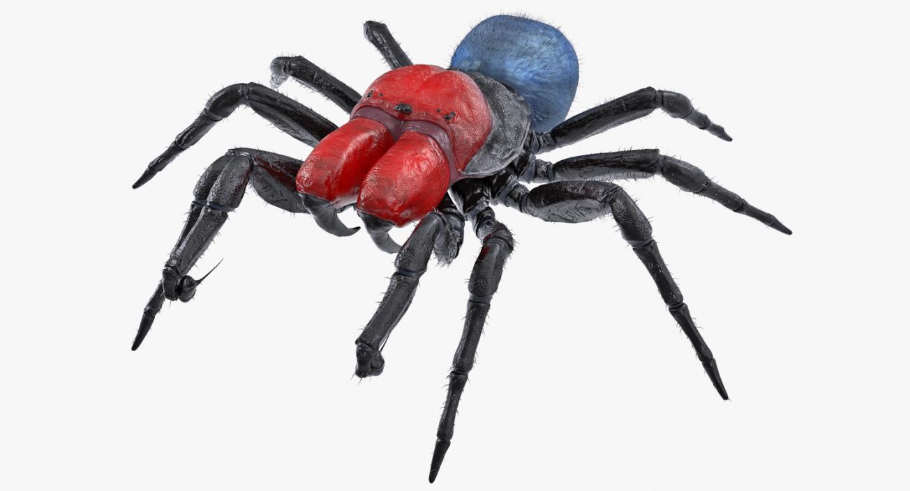 3D Mouse Spider Rigged with Fur model