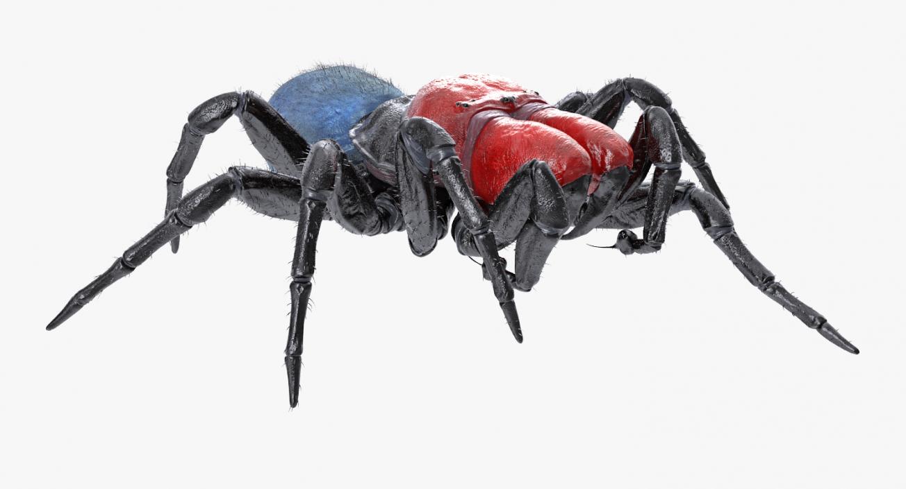 3D Mouse Spider Rigged with Fur model